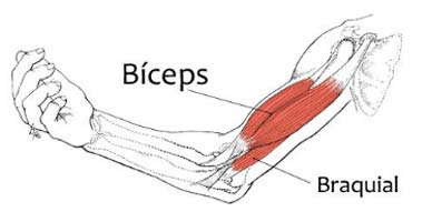 biceps-braquial