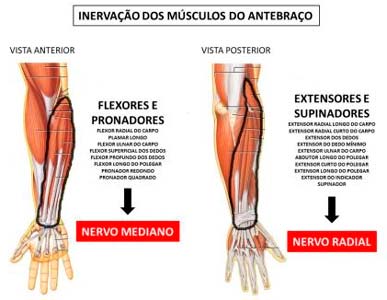 Músculos do antebraço