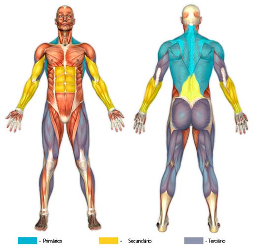 Músculos recrutados na remada