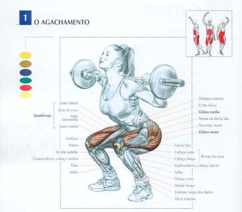 Músculos trabalhados no agachamento livre