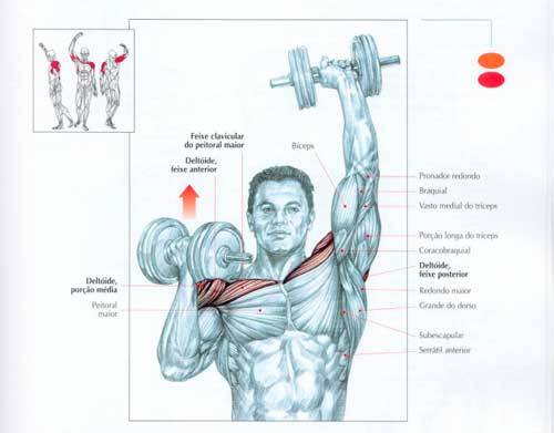 Músculos trabalhados no desenvolvimento arnold