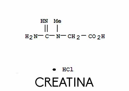 Molécula de creatina