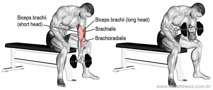 Músculos trabalhados na rosca direta