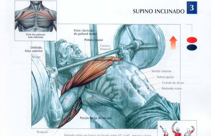 Quais músculos o supino inclinado trabalha?