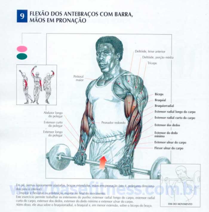 Músculos envolvidos rosca inversa