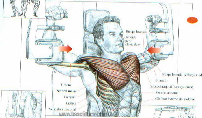 Músculos envolvidos durante o exercício Peck deck.