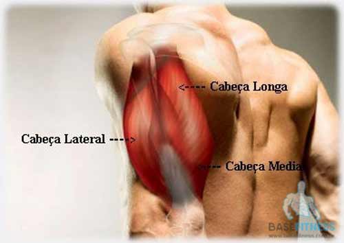 Anatomia muscular do músculo tríceps