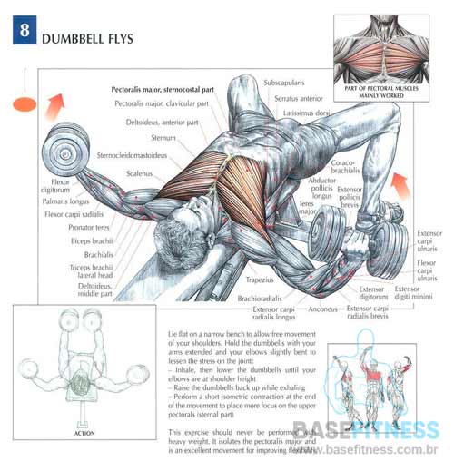 Músculos Envolvidos no exercício fly
