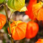 Ashwagandha AUMENTE A TESTOSTERONA com Giseng Indiano Ashwagandha-giseng-indiano