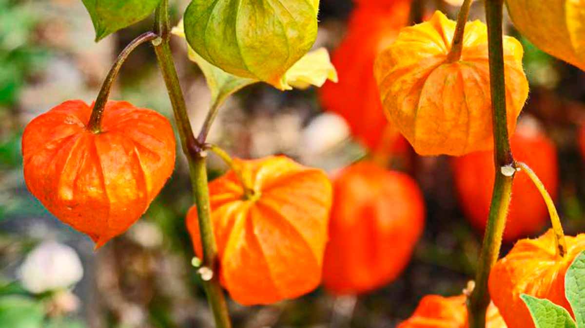 Ashwagandha-giseng-indiano Ashwagandha-giseng-indiano