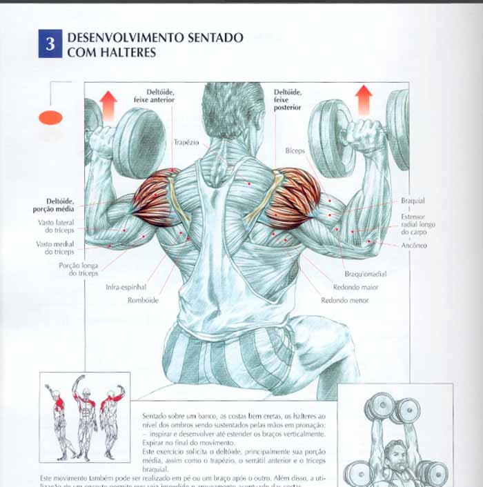 Desenvolvimento com halteres músculos trabalhados