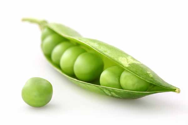 pea protein