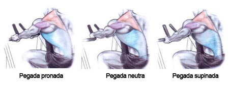 Músculos recrutados na remada articulado conforme a pegada 