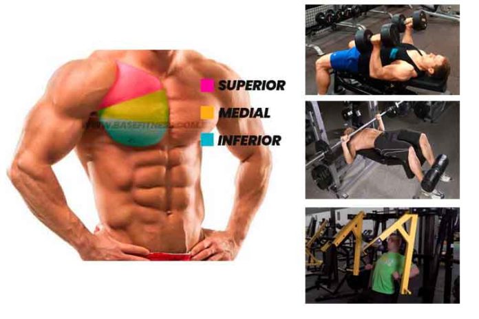 16 Melhores Exercícios Para Peito: Com Maior Ativação Muscular