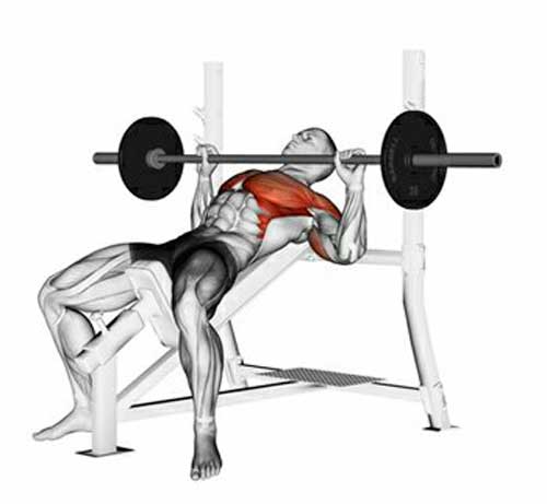 Supino inclinado com barra e ativação muscular do exercício
