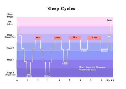 Ciclos do sono