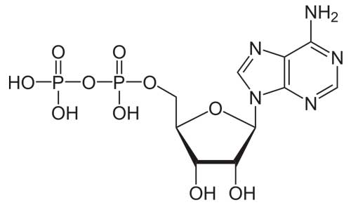 Adenosina
