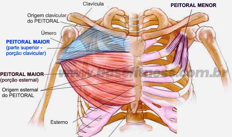 Anatomia do peitoral