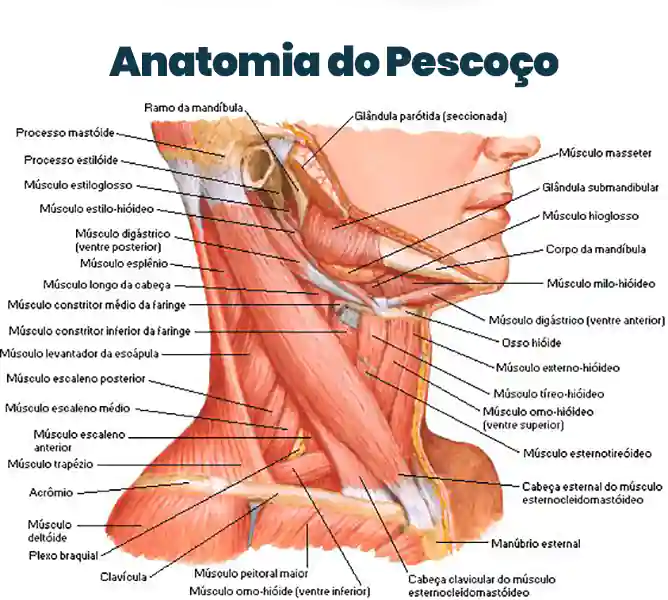 Anatomia muscular do pescoço