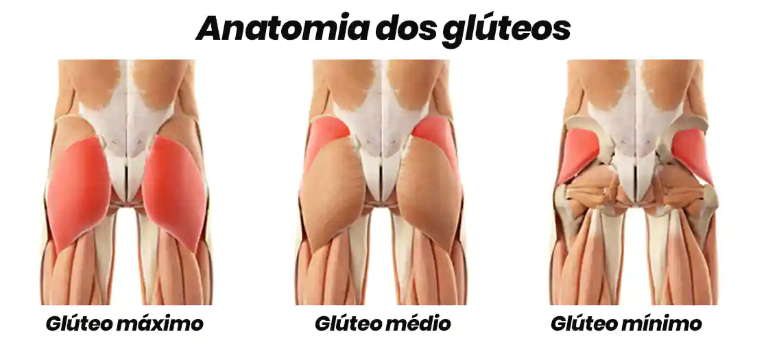 Anatomia muscular dos glúteos