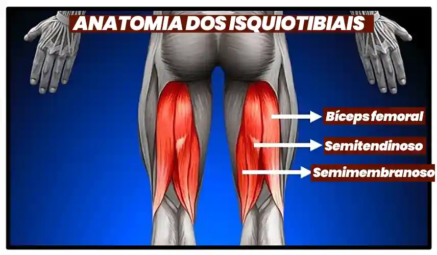 Anatomia muscular dos isquiotibiais