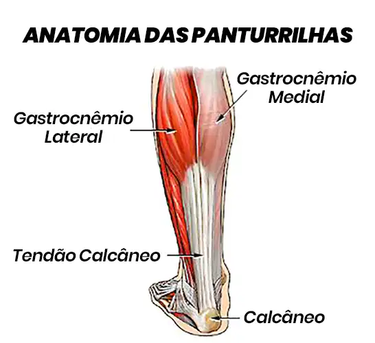 Anatomia das panturrilhas
