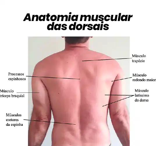 anatomia dorsais