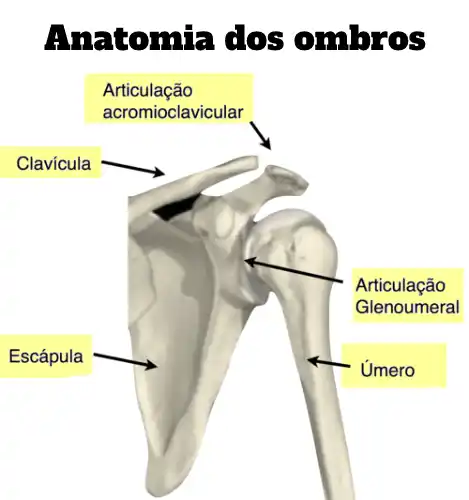 anatomia dos ombros