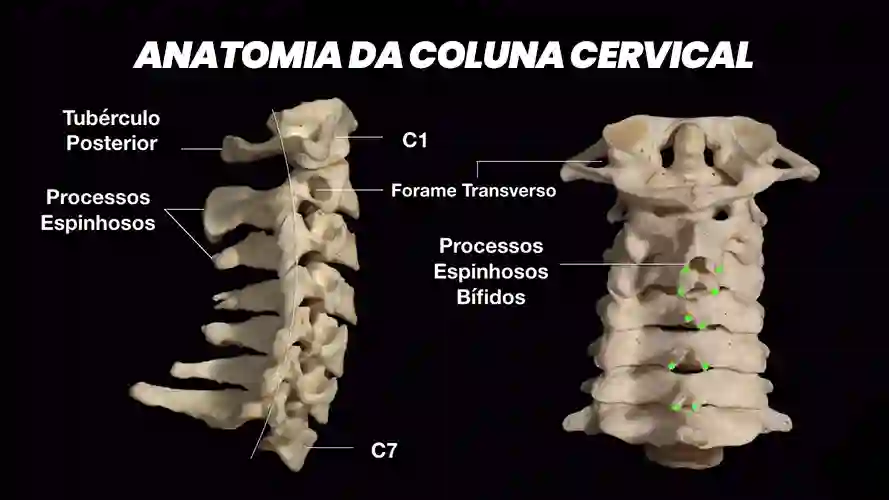Anatomia da coluna cervical