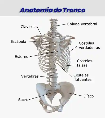 Anatomia do tronco