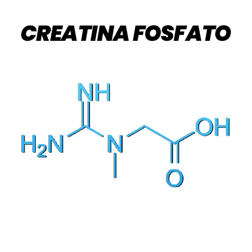 Fórmula estrutural da Creatina Fosfato