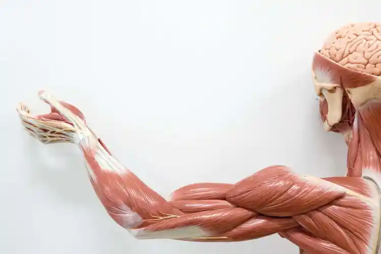 anatomia dos braços