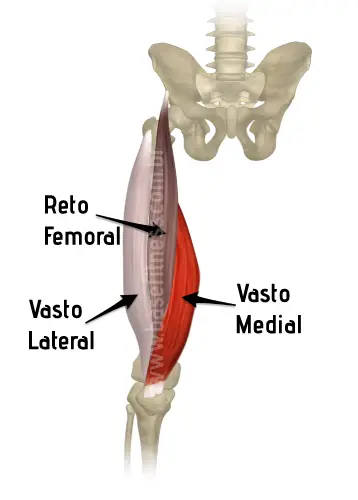 Anatomia do quadríceps