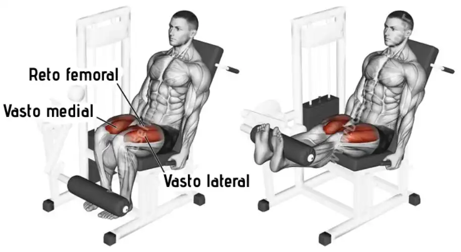 Músculos recrutados durante a execução da cadeira flexora