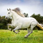 Qual a diferença da creatina humana para a de cavalo? Creatina para cavalos capa