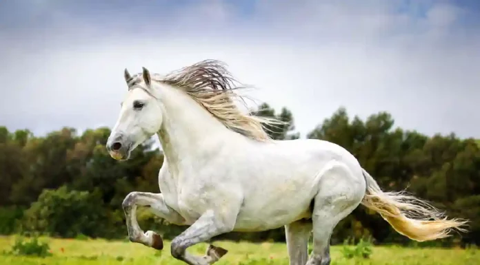 Qual a diferença da creatina humana para a de cavalo? Creatina para cavalos capa
