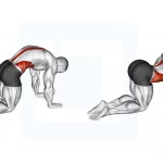 Alongamento Gato e Camelo (Cat-Cow Stretch): Como fazer alongamento gato e camelo músculos trabalhados